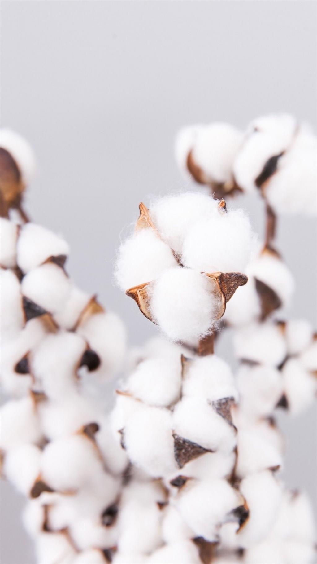 唯美小清新棉花静物