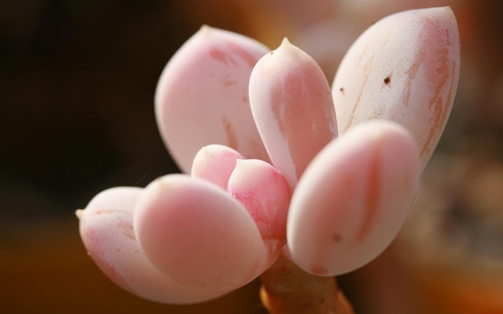 肉肉植物特写图片