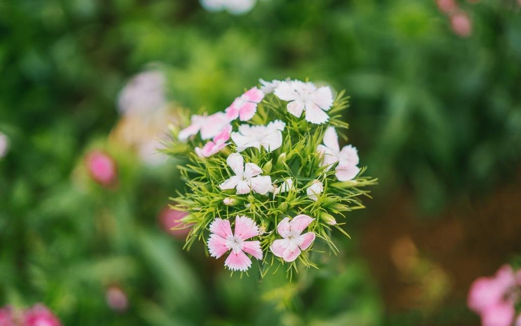 清新淡雅野花摄影
