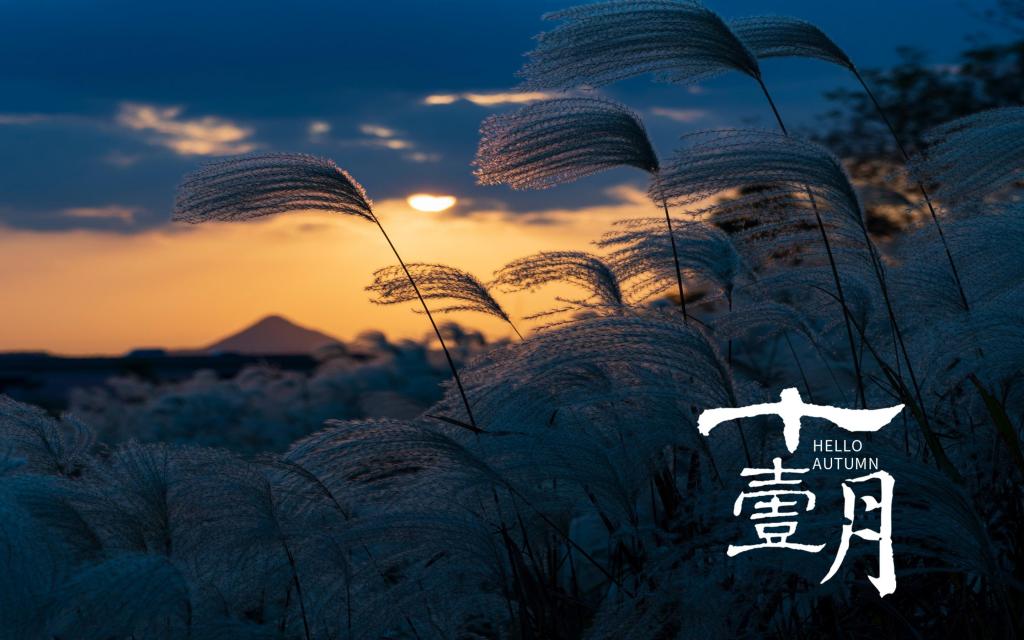 十一月你好唯美落日芦苇自然风光