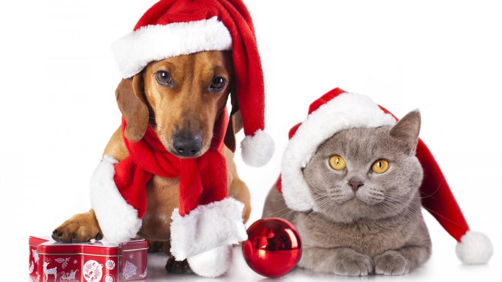 萌宠喜庆圣诞节