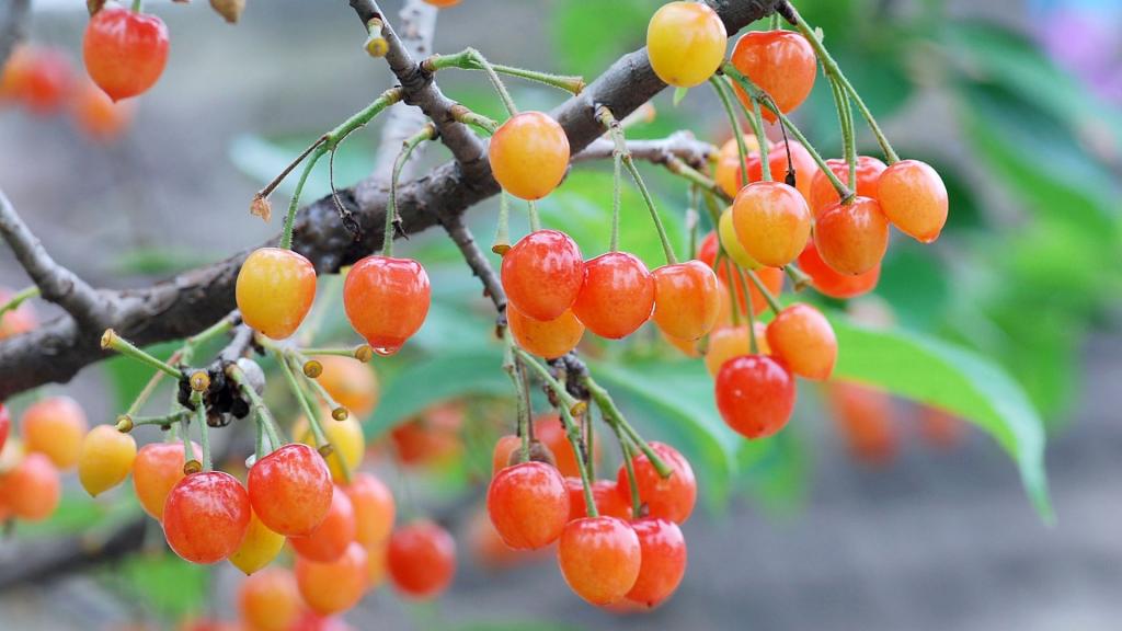 雨后诱人的樱桃