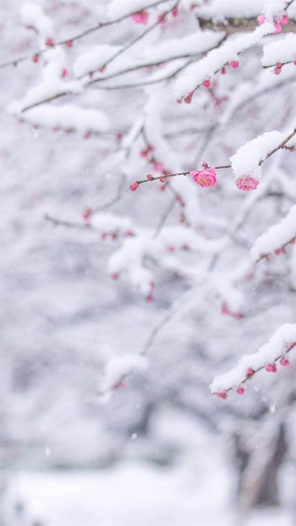 怎得梅花扑鼻香