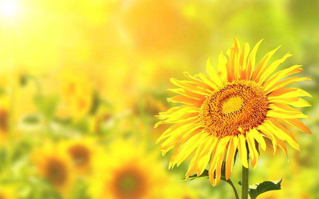 唯美向日葵风景