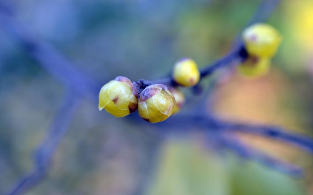 腊梅在冬天盛开