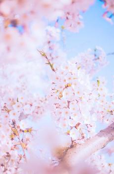 唯美桃花小清新写真