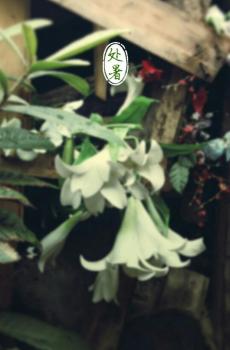 清新自然二十四节气锁屏-10