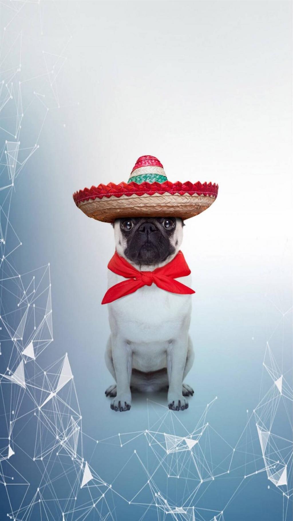 搞怪萌宠汪星人图片