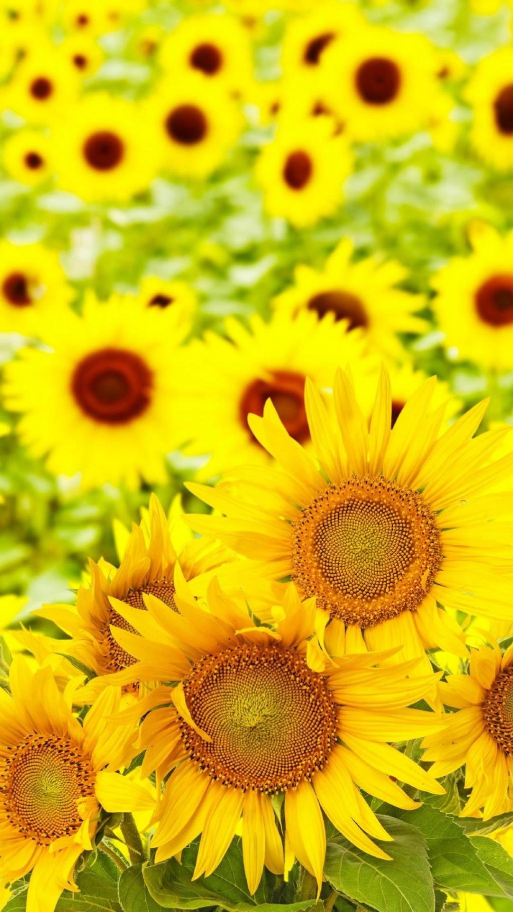 唯美迷人的向日葵风景,高清图片,手机锁屏桌面-壁纸族