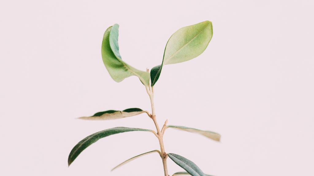 小清新的静物家居摆设