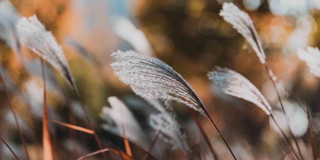 草本植物荻微距摄影