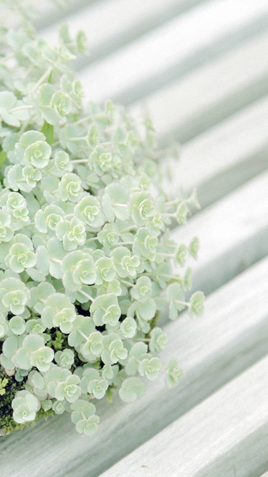 小清新绿色植物iphone6s plus壁纸