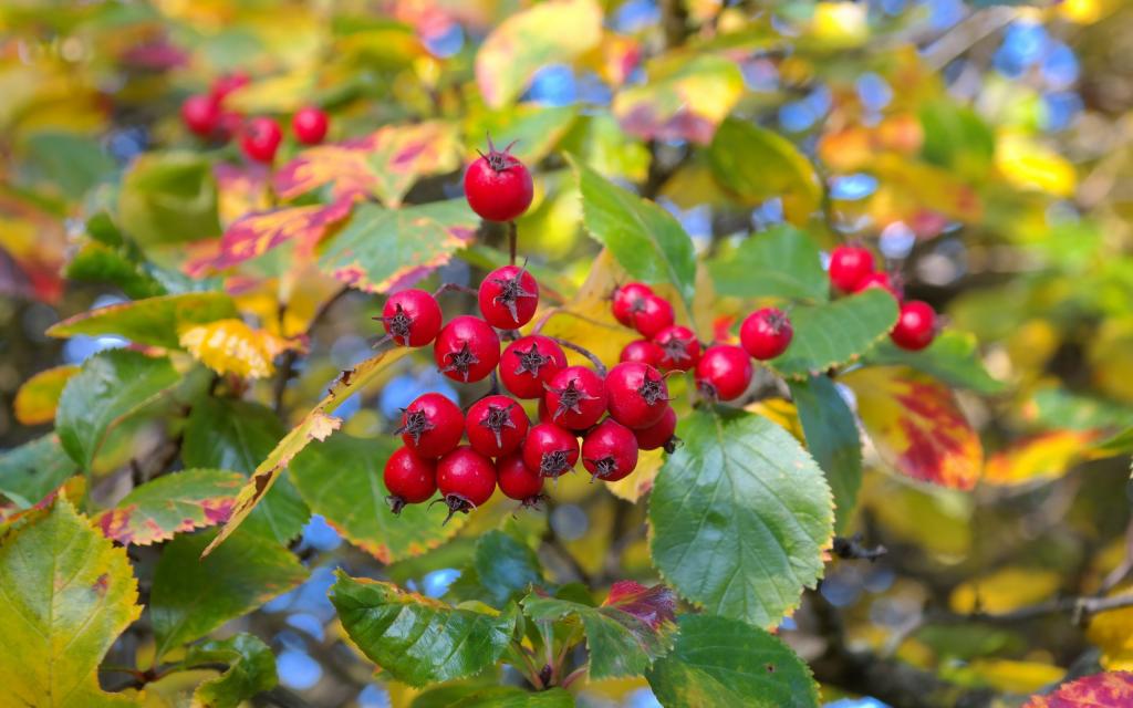 红得诱人的山楂