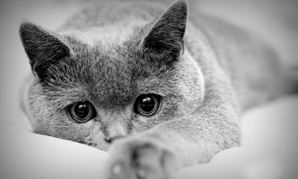 可爱又温顺的英国短毛猫