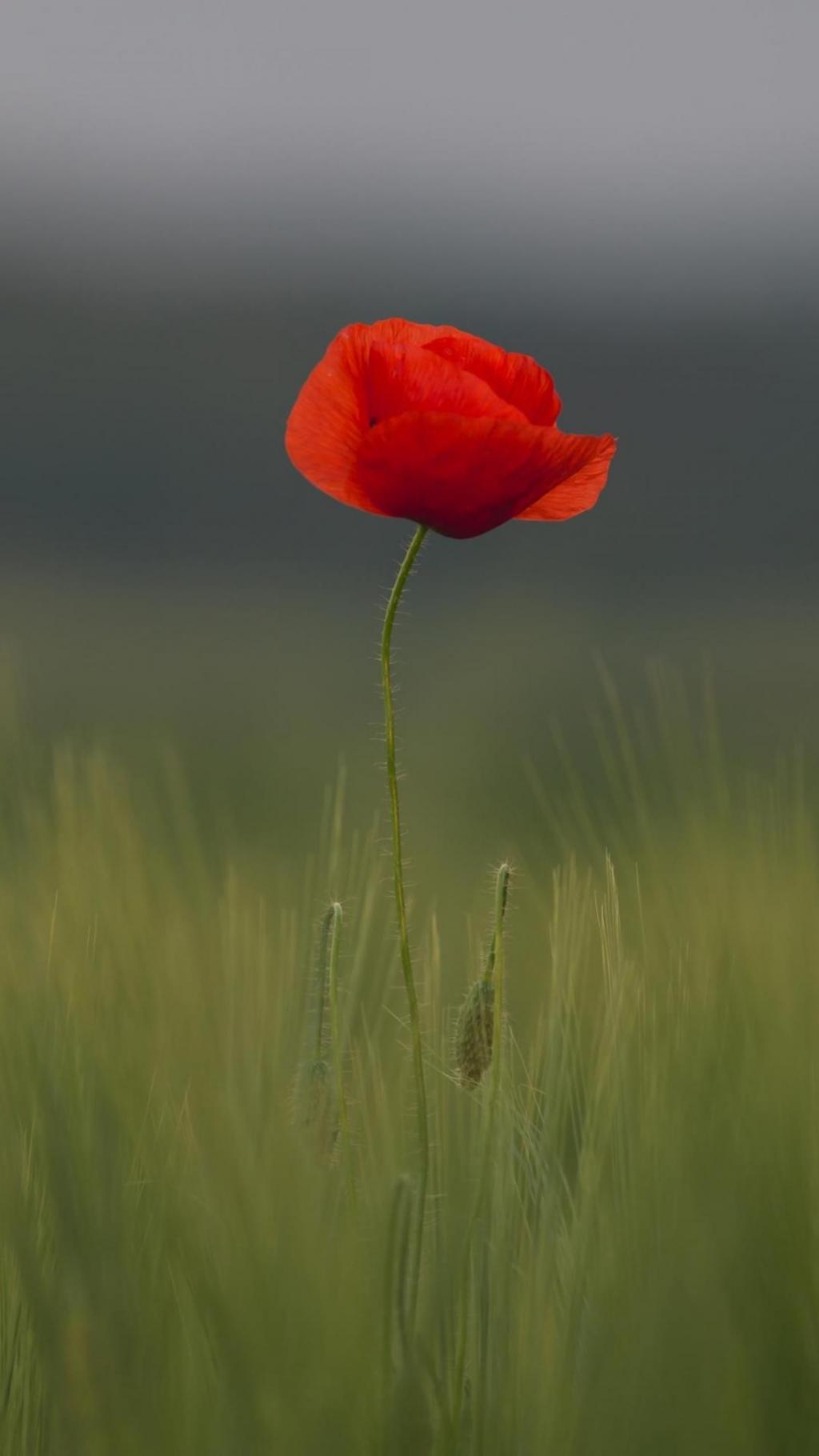 清新迷人的虞美人图片