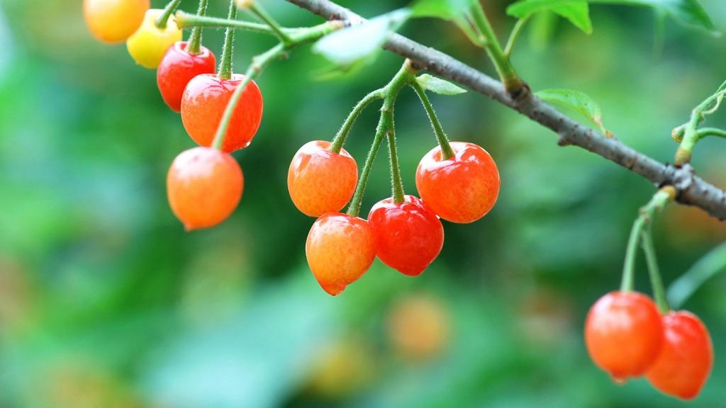 雨后诱人的樱桃