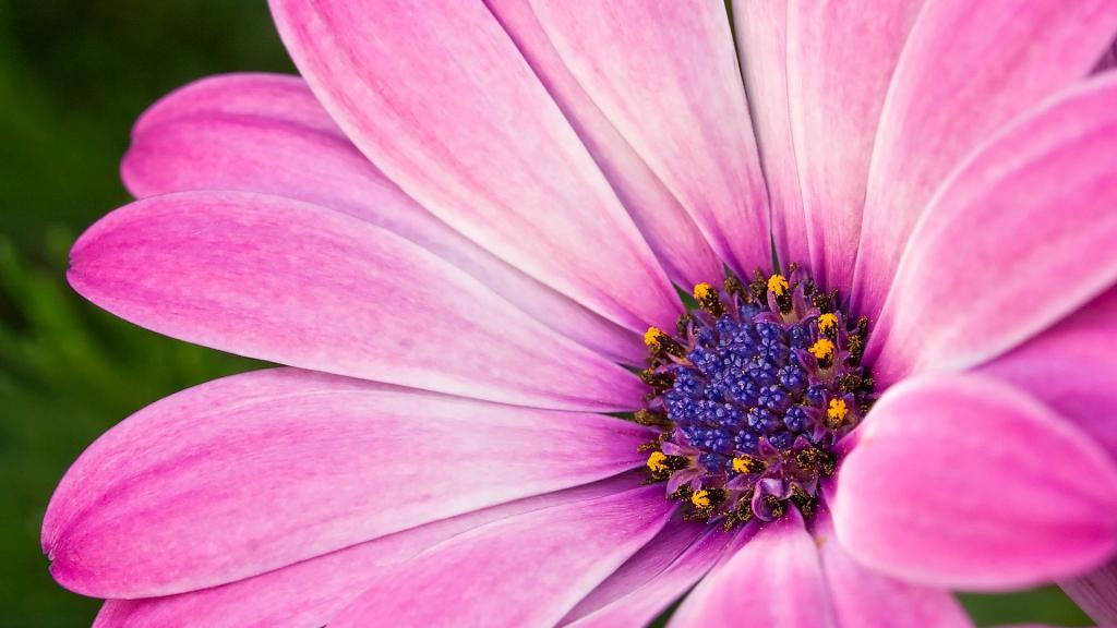 美丽的金达莱花卉