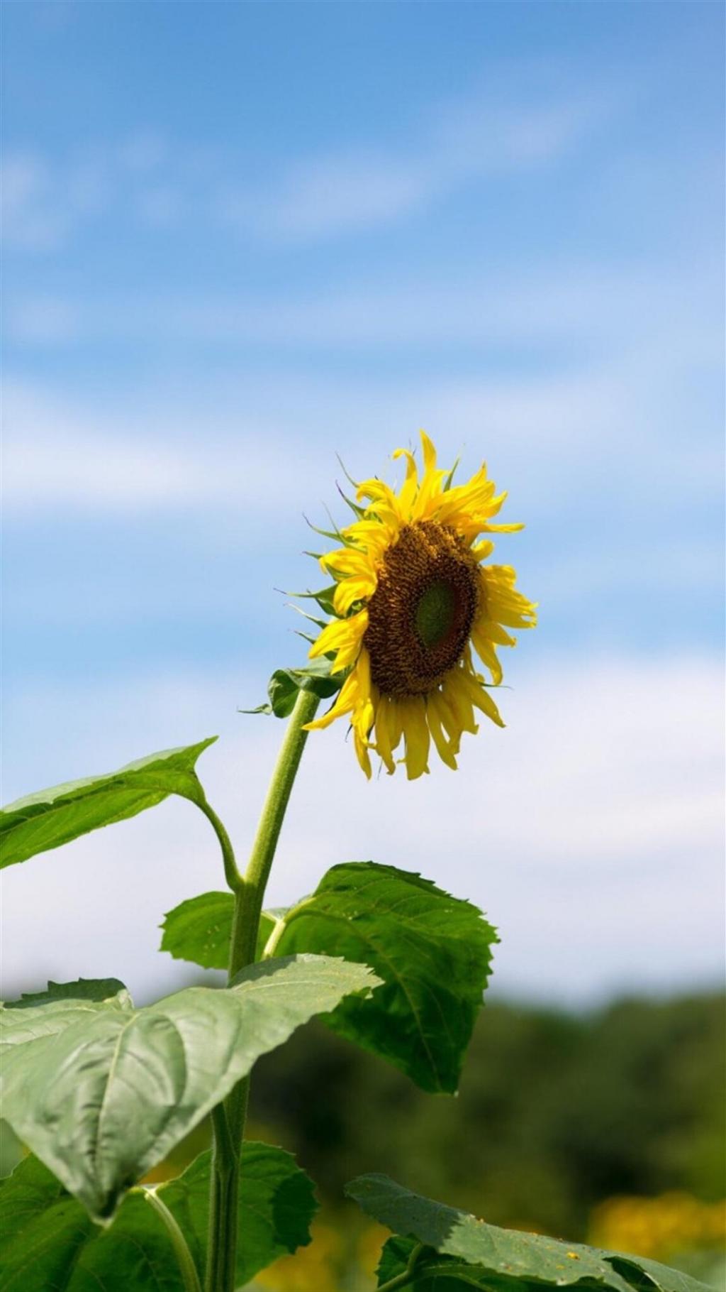 夏日小清新风景