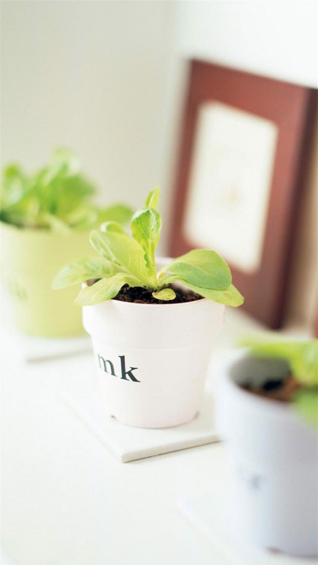 绿色唯美清新桌面摆件