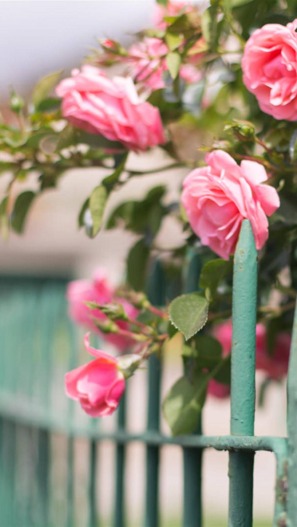 唯美清新花朵高清摄影