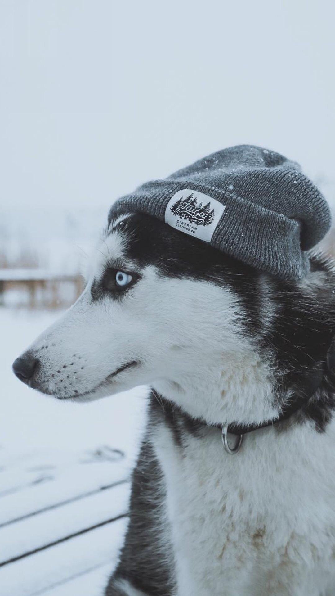 雪橇犬哈士奇雪地