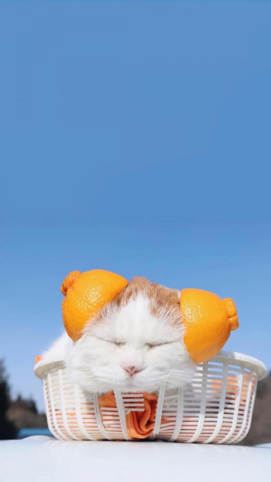 蓝天下可爱呆萌小猫咪