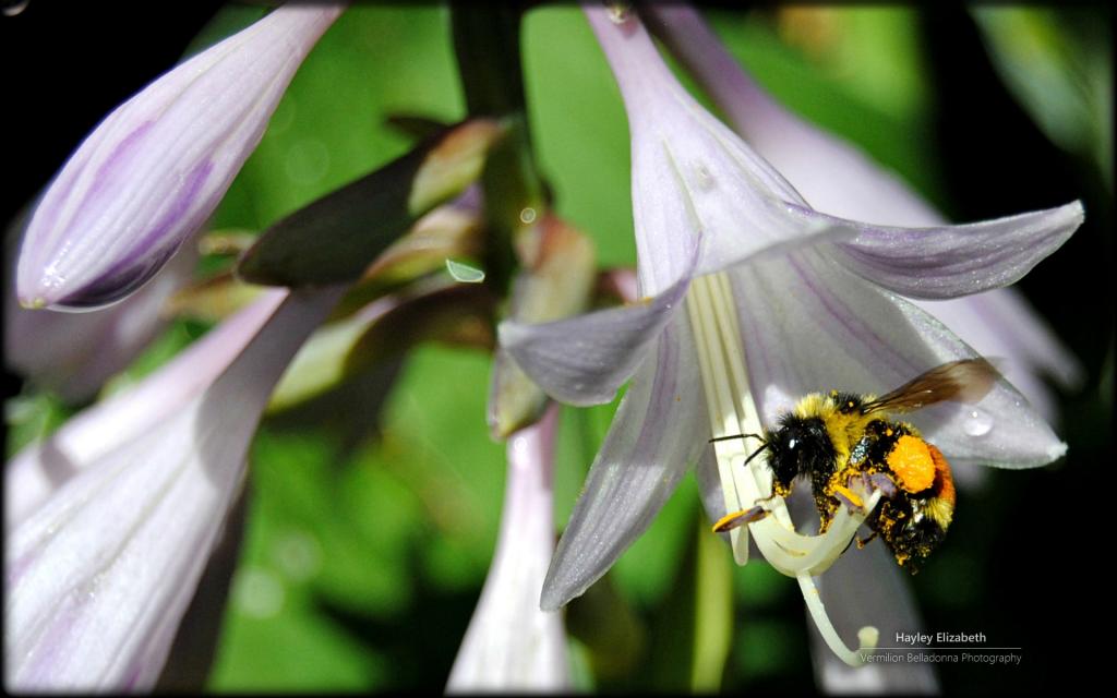 秘密花园微软Win7主题