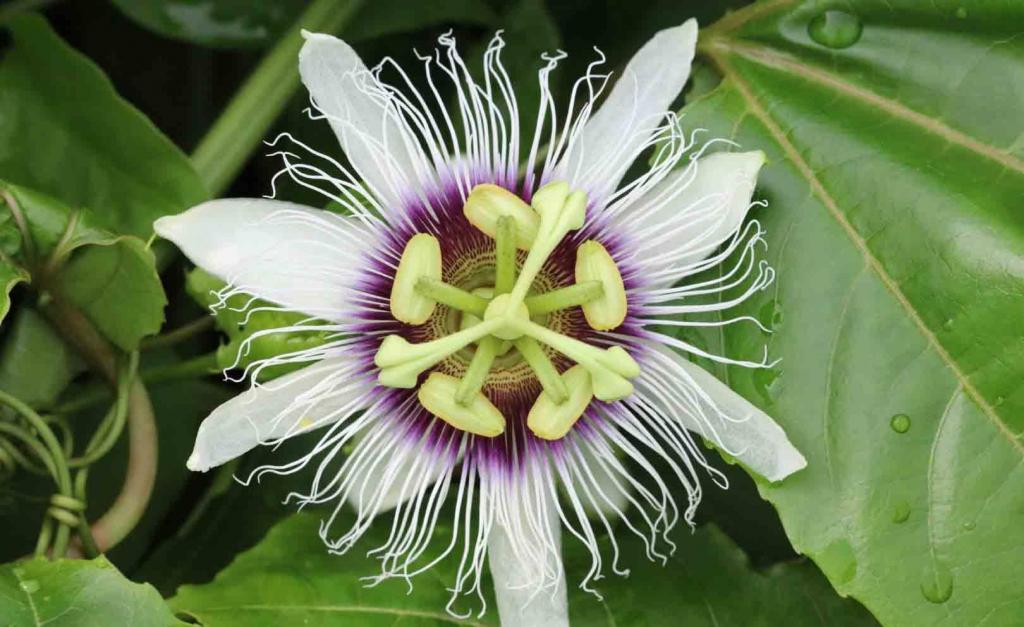 百香果花微距摄影