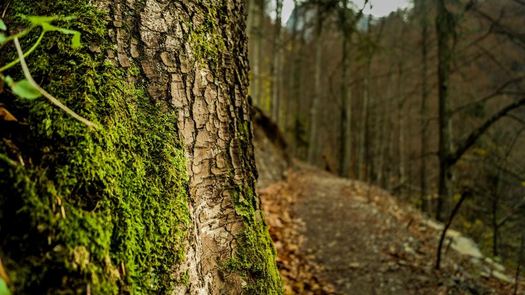 绿色苔藓养眼写真