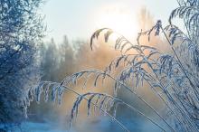 我的家乡有雾凇