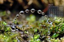 2019年3月春天的自然风光日历