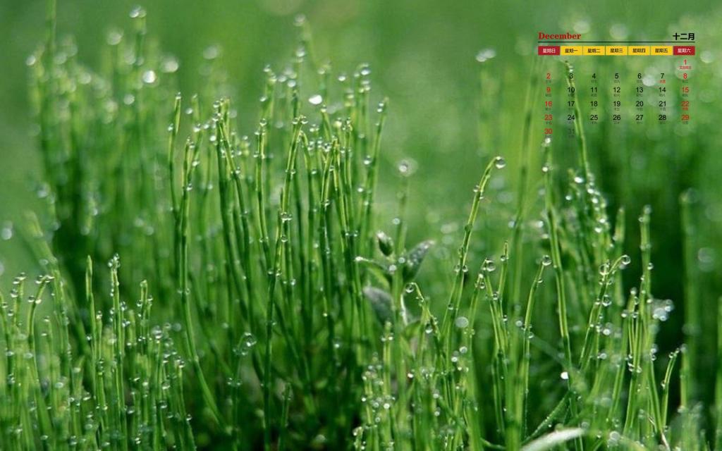 2018年12月绿色护眼植物日历