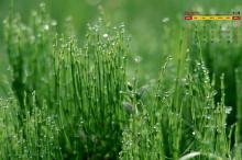 2018年12月绿色护眼植物日历