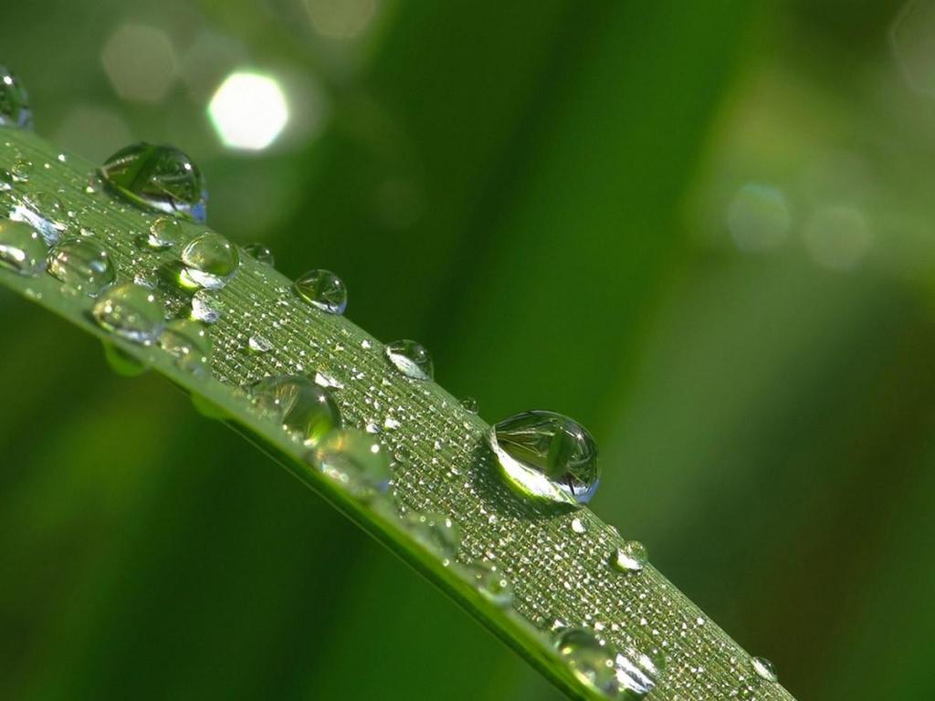 大自然的治愈系小清新植物唯美写真