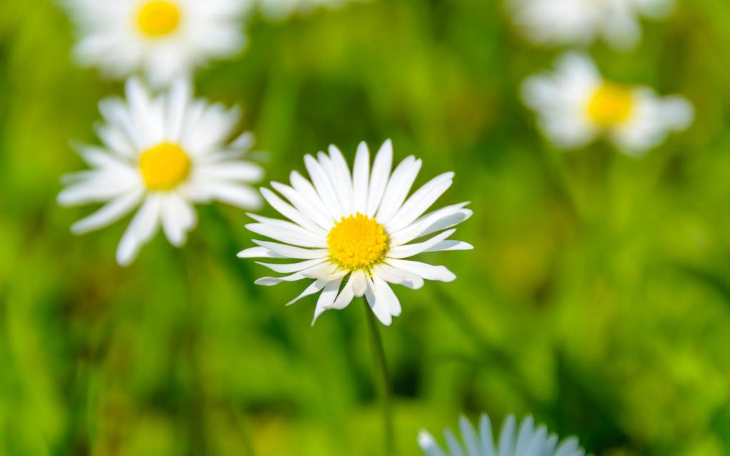 微距下小清新养眼的迷人小雏菊特写