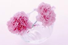 唯美的鲜花特写