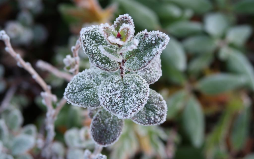 立冬时节的风景