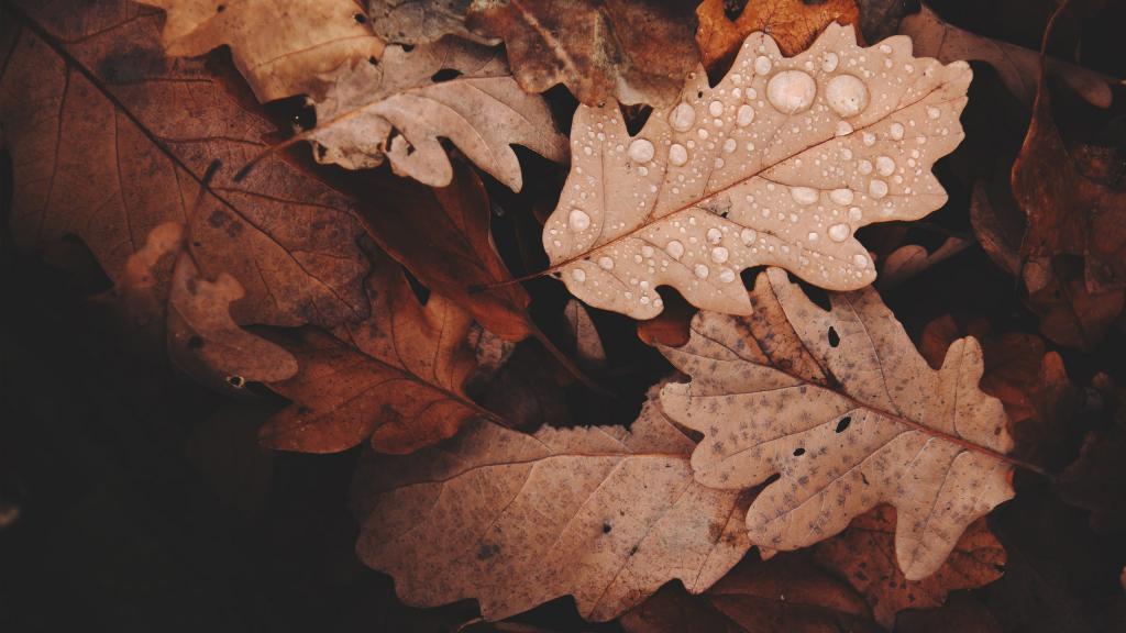 人生就如秋天的叶子