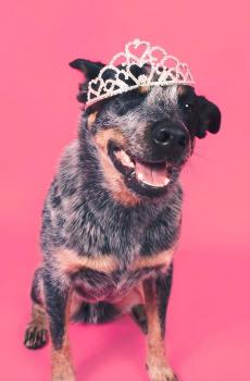 戴着皇冠的狗狗-5