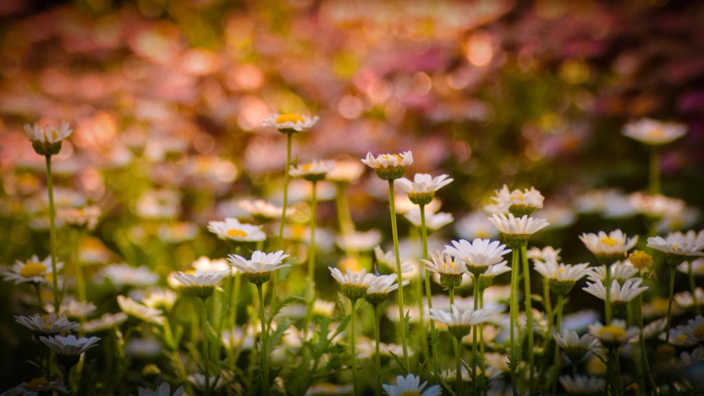 白色的花儿散发出淡淡的清香