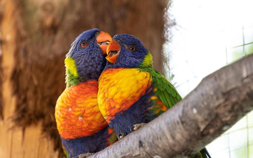 一对可爱的鸟儿