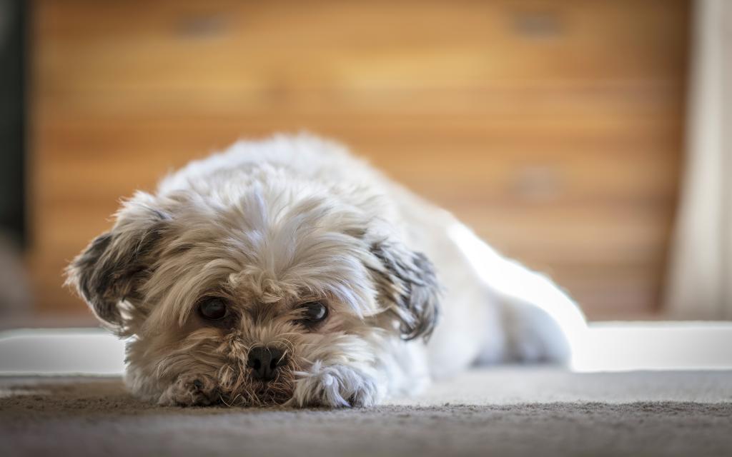 西施狗是起源于中国西藏的古老狗种