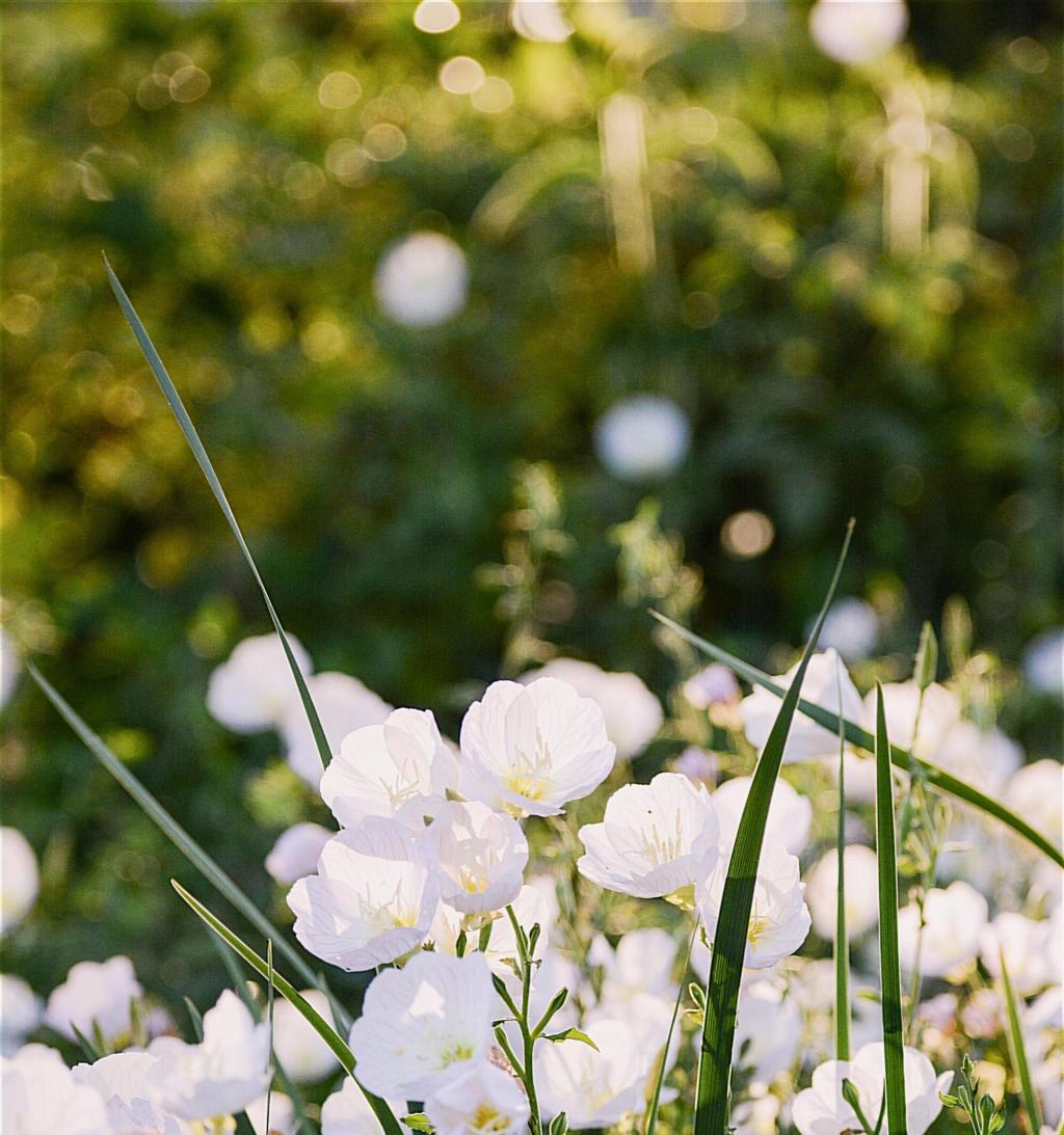 遇见小清新月见草
