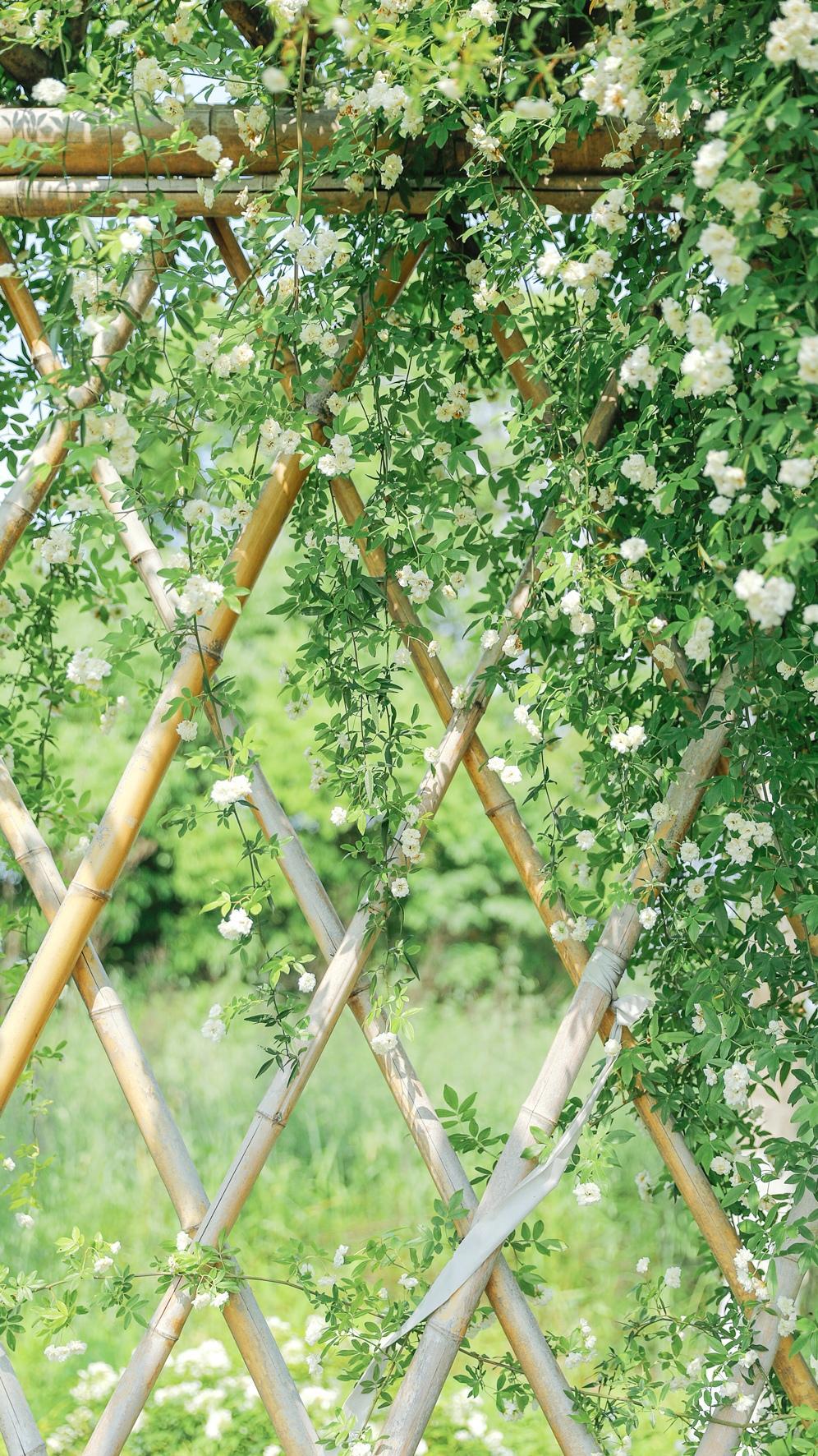 夏日小清新美丽风景