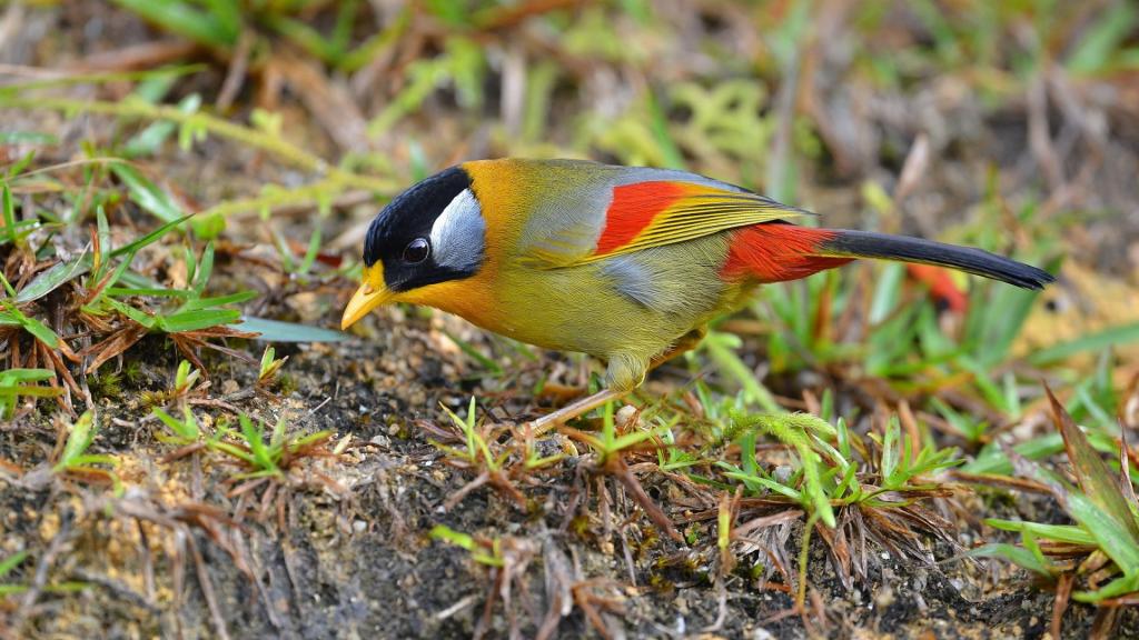 优美的银耳相思鸟