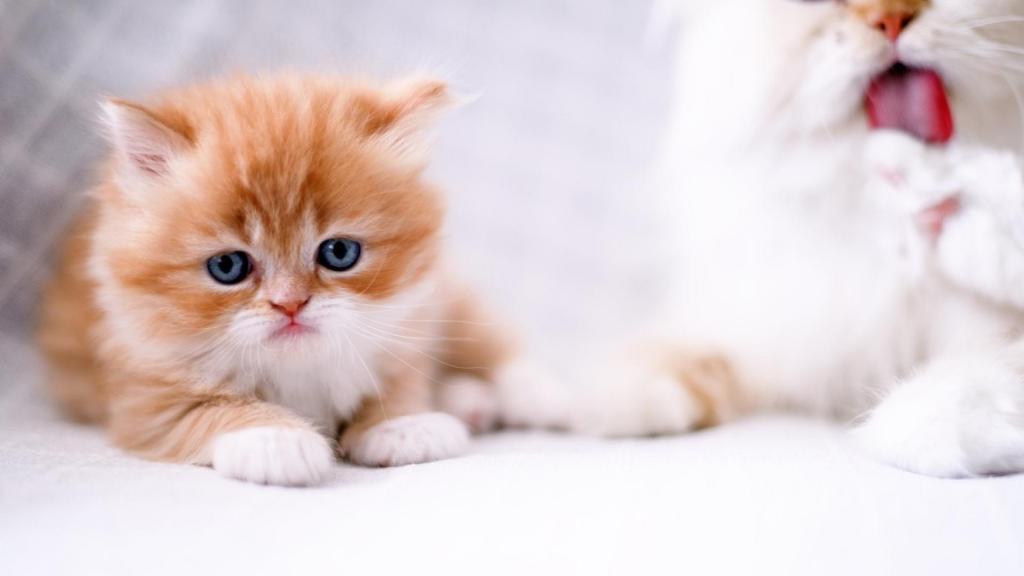 表情丰富的可爱小猫咪