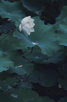 莫愁湖公园的初绽夏荷 -5