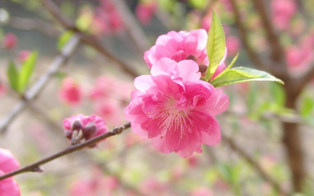 桃花烂漫