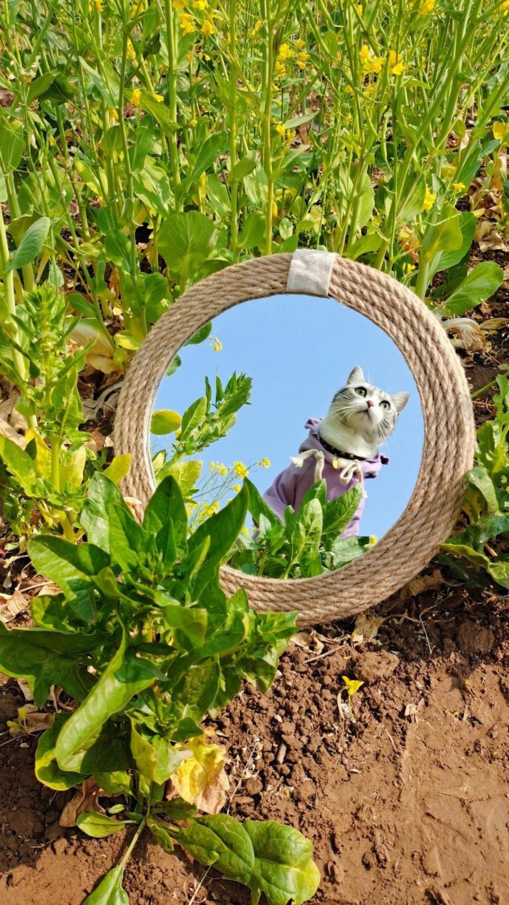 超级活泼可爱的小猫咪