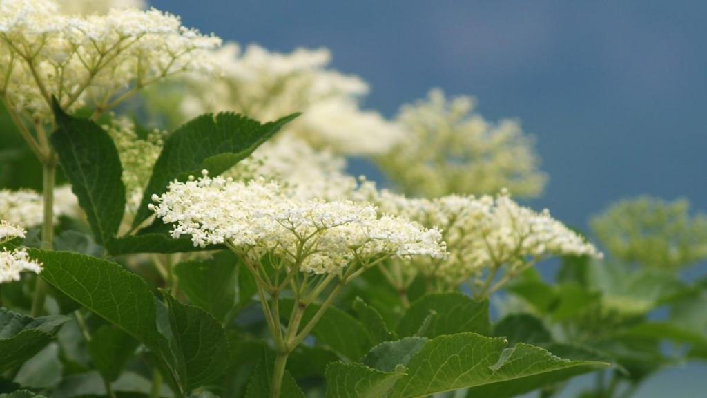 清新迷人接骨木花微距摄影